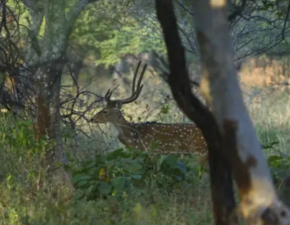 The Nature’s Soundscape of Gandhisagar Forest Retreat