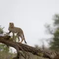 Gandhisagar Wildlife Sanctuary, The New Home of Cheetahs