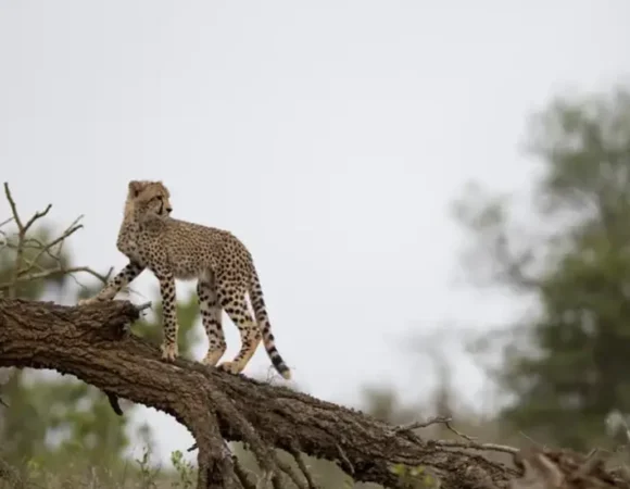 Gandhisagar Wildlife Sanctuary, The New Home of Cheetahs