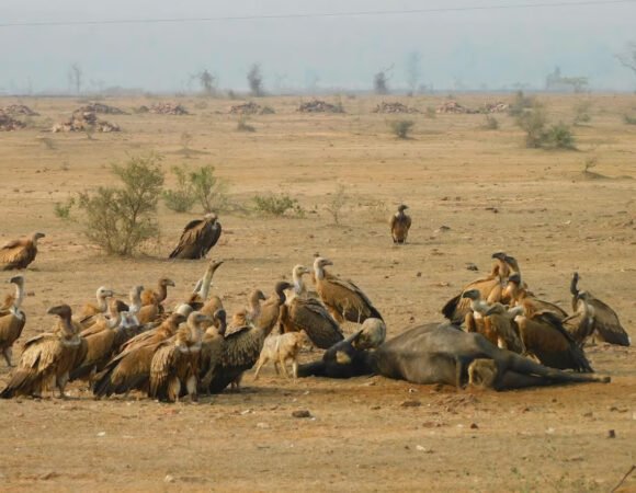 A Vulture Census Adventure at Gandhisagar Wildlife Sanctuary