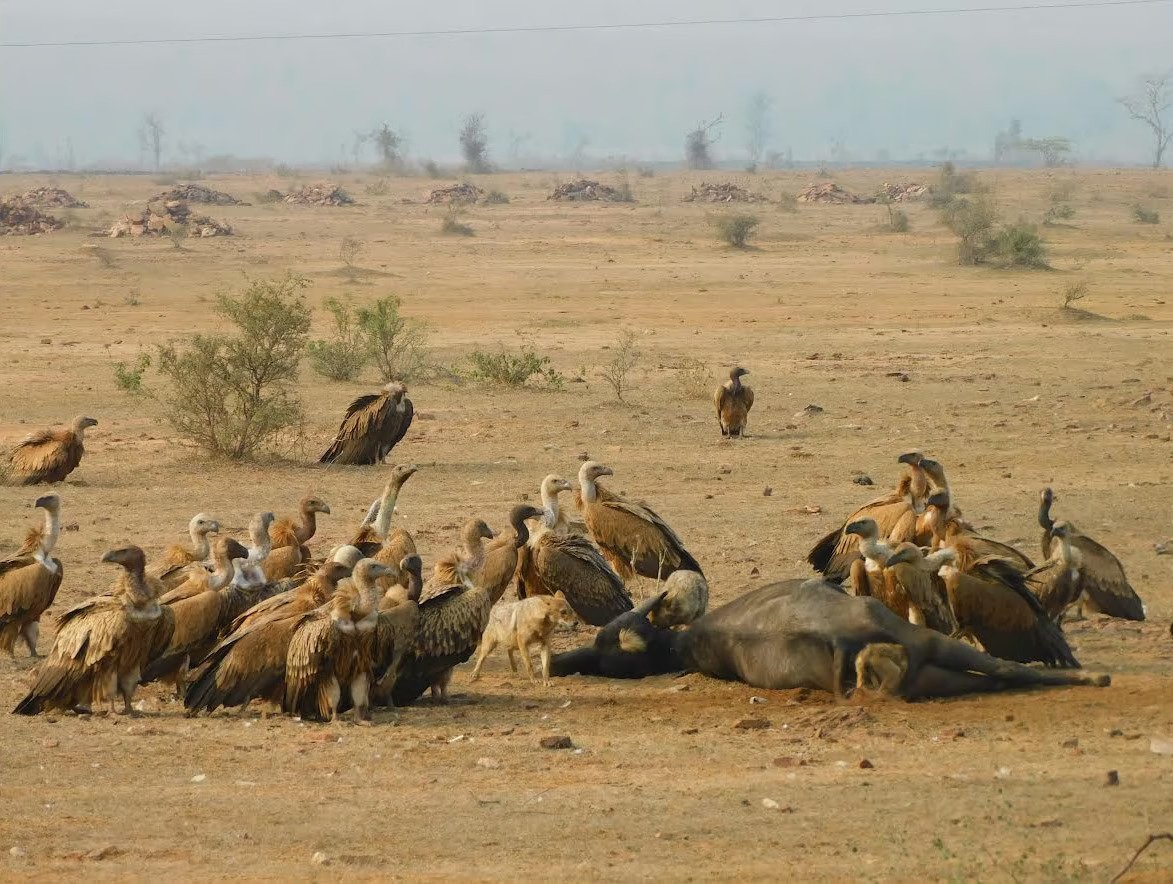 A Vulture Census Adventure at Gandhisagar Wildlife Sanctuary