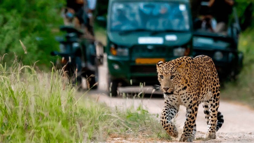 Spot Leopards during Summer at Gandhisagar Forest Retreat